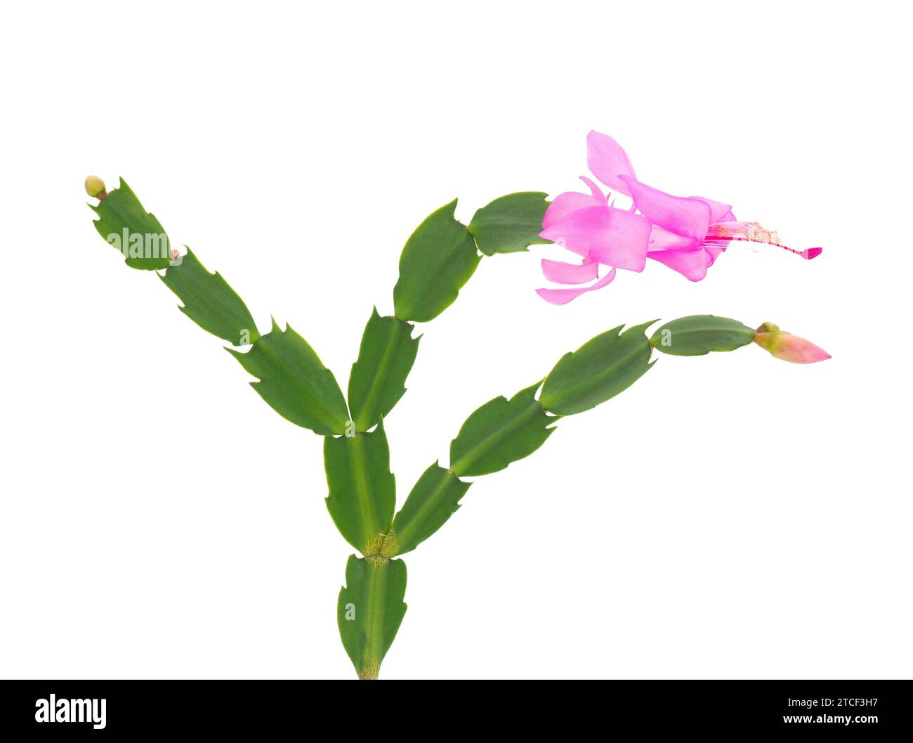Christmas cactus flower isolated on white background, Schlumbergera russelliana Stock Photo