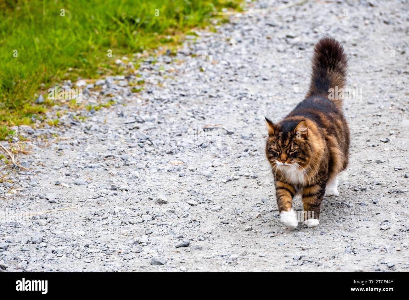 A cat sauntering along a paved road. Stock Photo