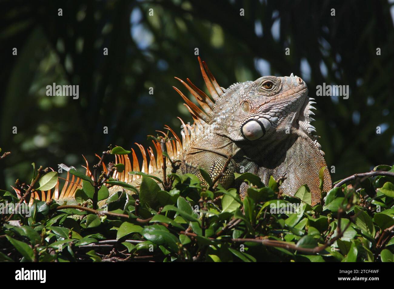 Closeup of large green and orange iguana sunning on top of hedge with shaded palm tree in the background, Florida Keys Stock Photo