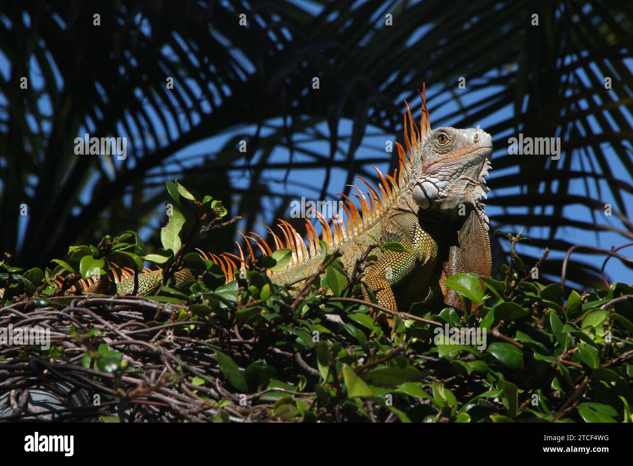 Large green and orange iguana sunning on top of foliage hedge against silhouette of palm tree and blue sky in the background, Florida Keys Stock Photo
