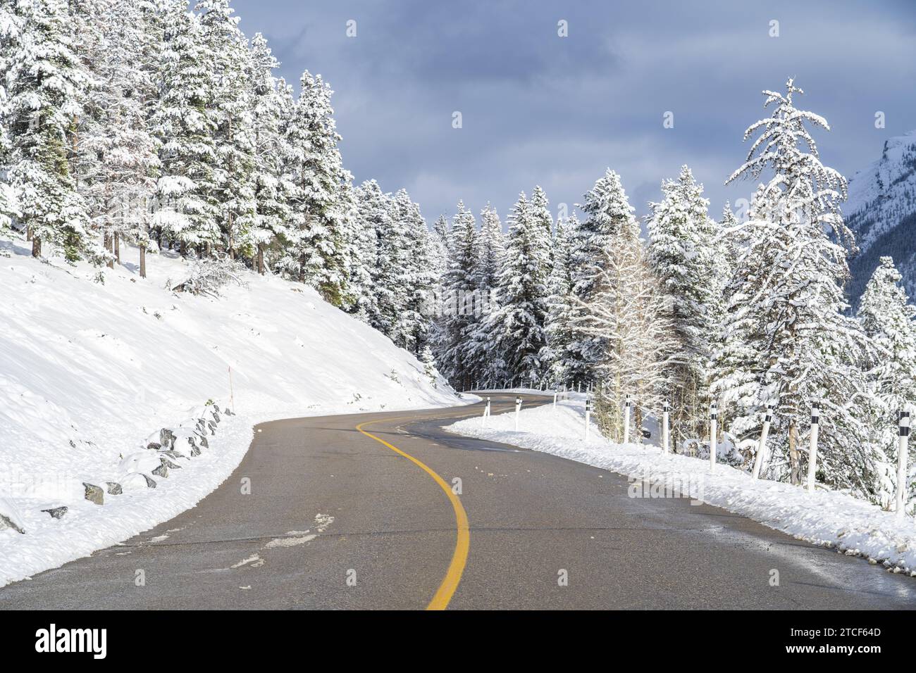Scenic snowy road in winter with pine trees Stock Photo - Alamy