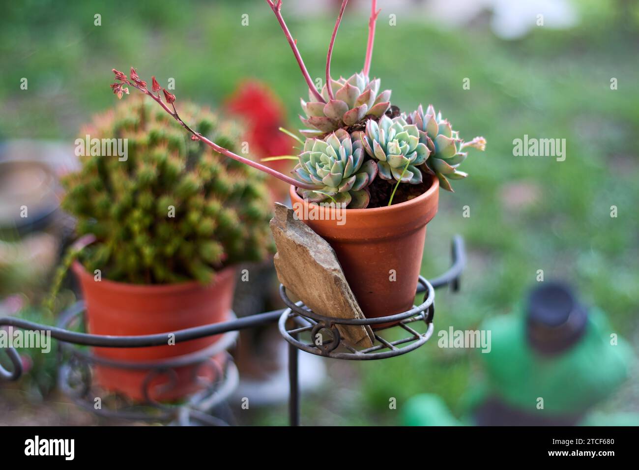 Beautiful small succulent on flowerpot in the garden of a house with out of focus background in Buenos Aires, Argentina Stock Photo