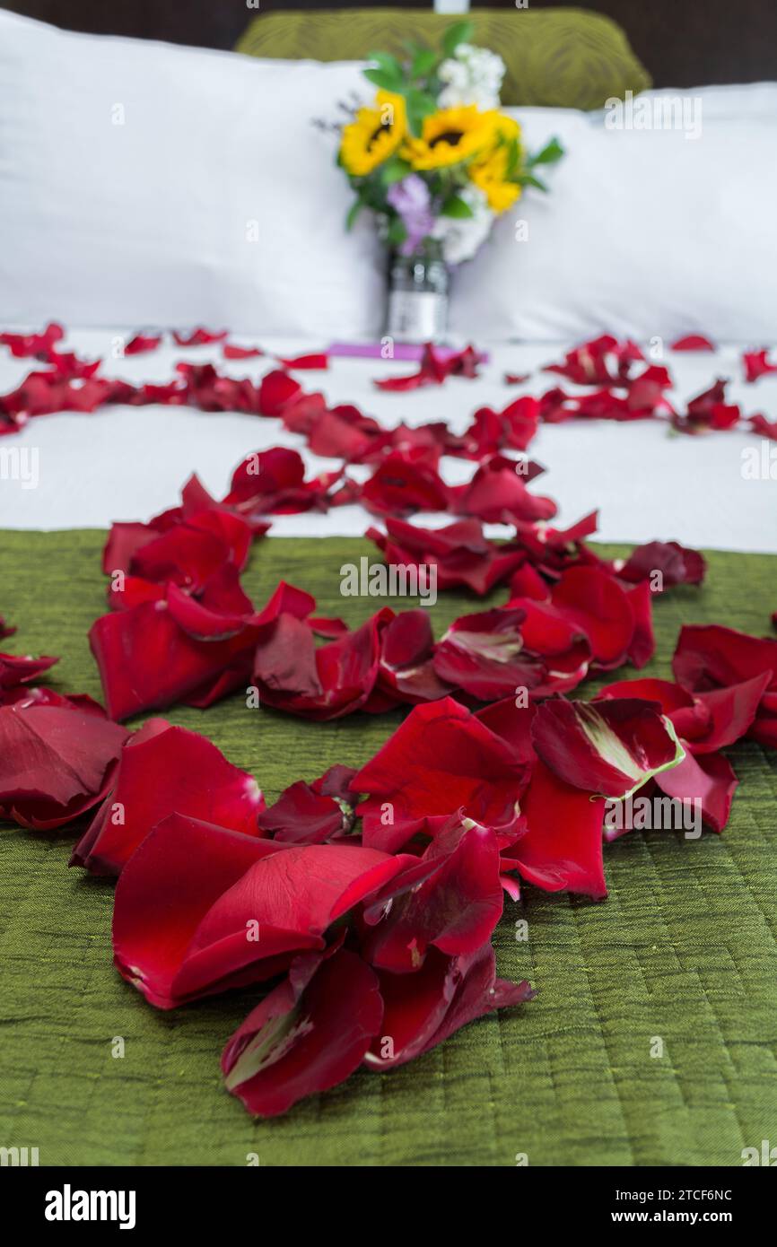 A white bed with rose petals arranged in a heart shape on the bedspread. Stock Photo