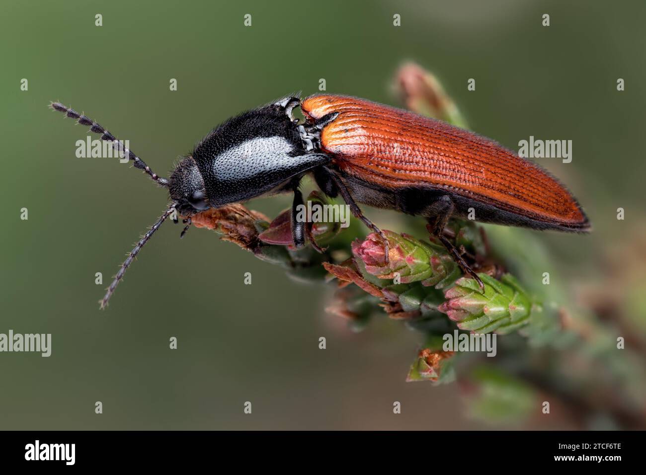 Ampedus pomorum click beetle perched on heather. Tipperary, Ireland Stock Photo