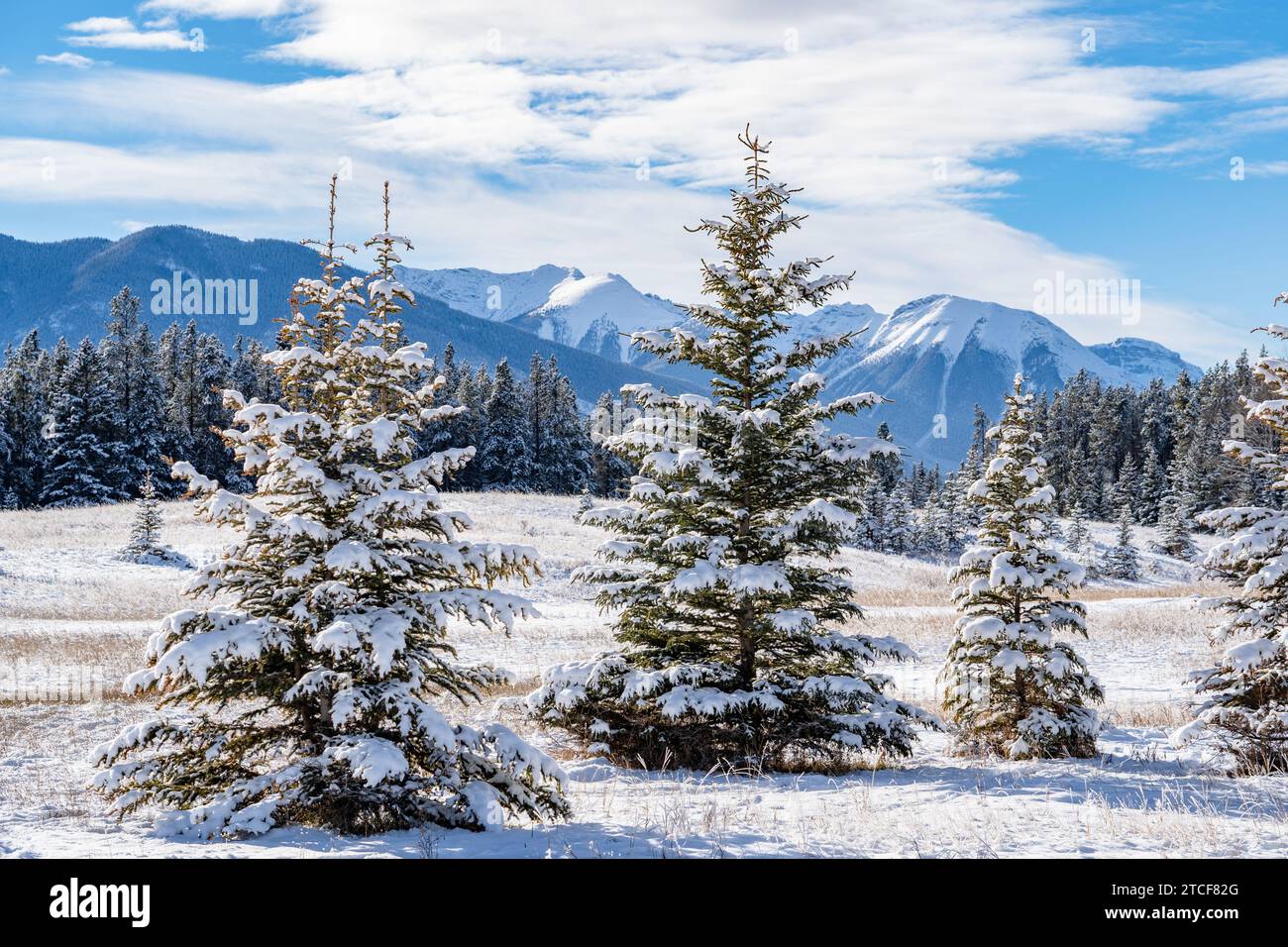 Scenic winter landscape with fresh snow on pine trees Stock Photo - Alamy