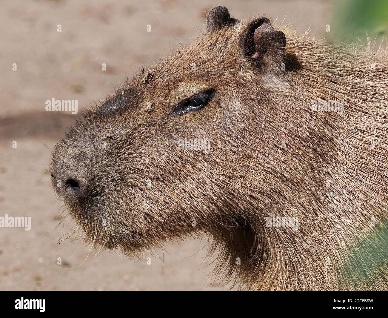 Capybara Wasserschwein Hydrochoerus Hydrochaeris V zidiszn Vagy capybara-wasserschwein-hydrochoerus-hydrochaeris-v-zidiszn-vagy