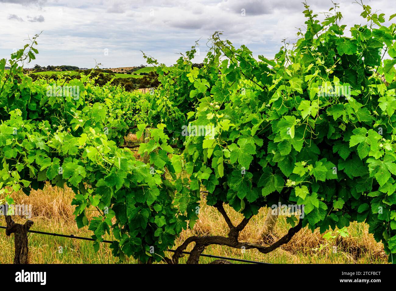 Vineyards are throughout the McLaren Vale Region near Adelaide Australia Stock Photo