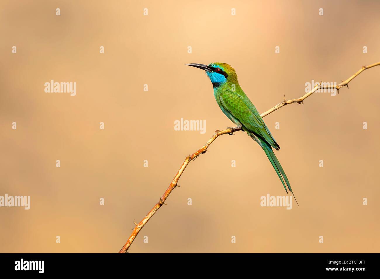 Arabian green bee-eater, Merops cyanophrys Stock Photo