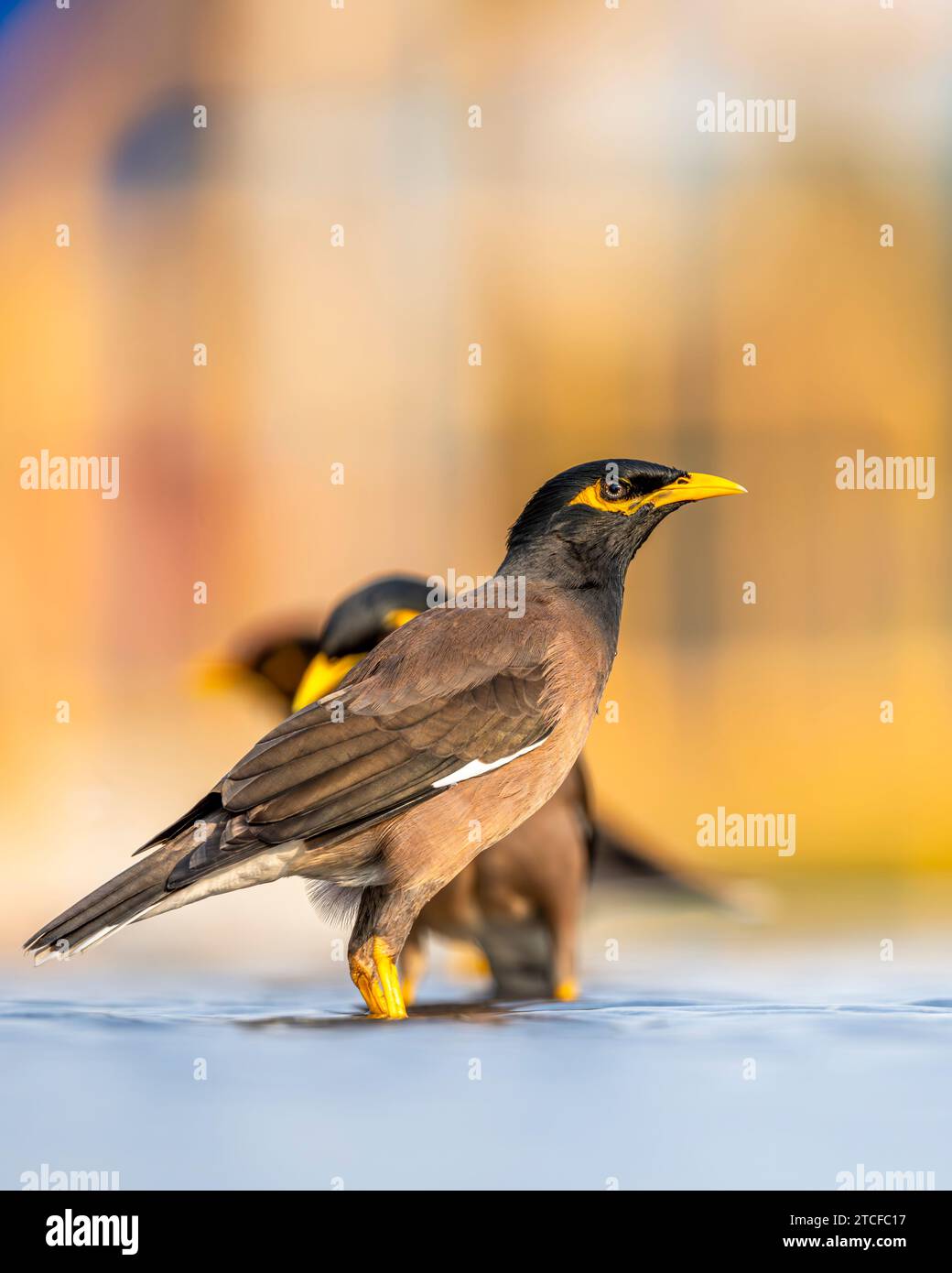 A bird bathes in a city fountain in Jeddah. The Common Myna, Acridotheres tristis Stock Photo