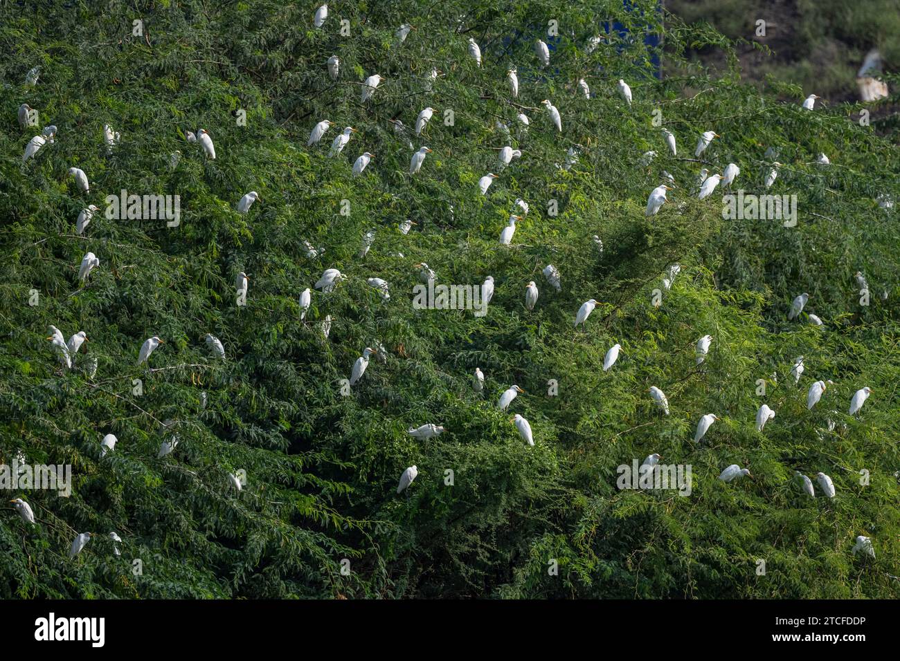 Colorful background with an exotic bird. Large flock of birds in the trees. Cattle Egret, Bubulcus ibis. Stock Photo
