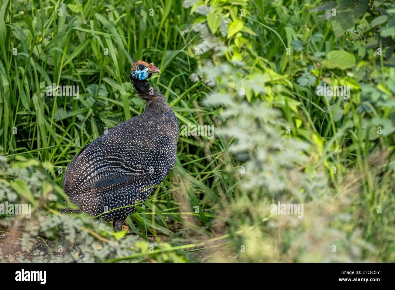Colorful background with an exotic bird. The helmeted guineafowl, Numida meleagris Stock Photo