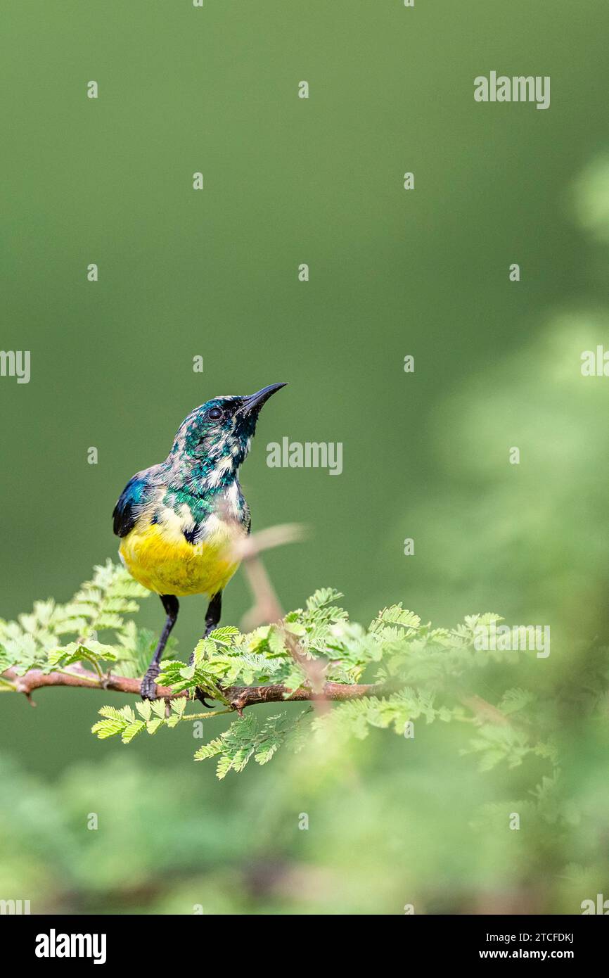 Colorful background with an exotic bird. Nile Valley sunbird, Hedydipna metallica. Stock Photo