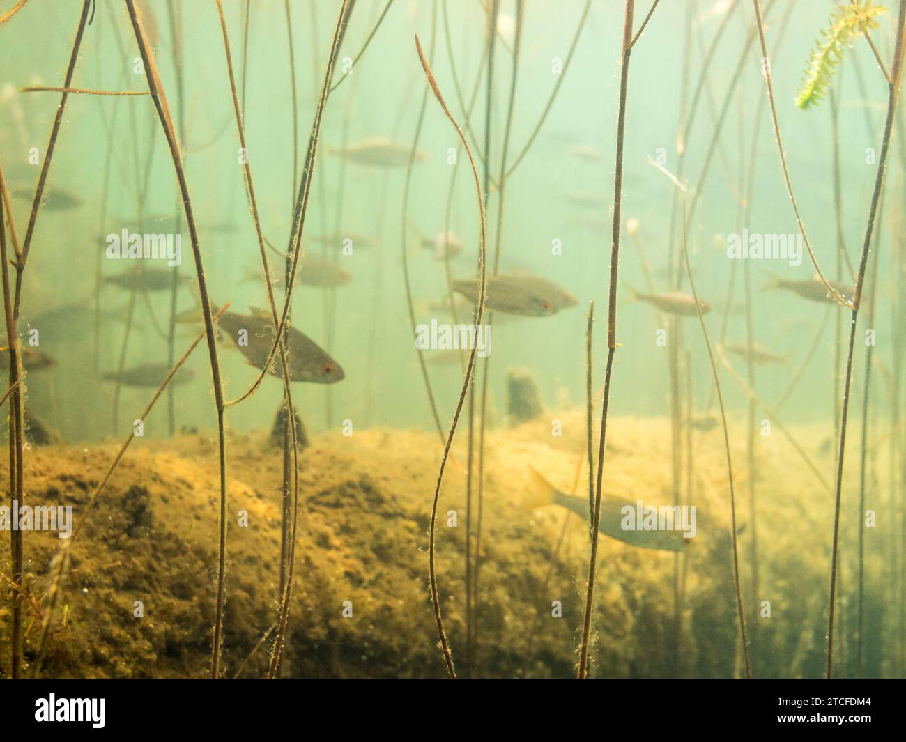 Stems of pondweed and a school of roach Stock Photo