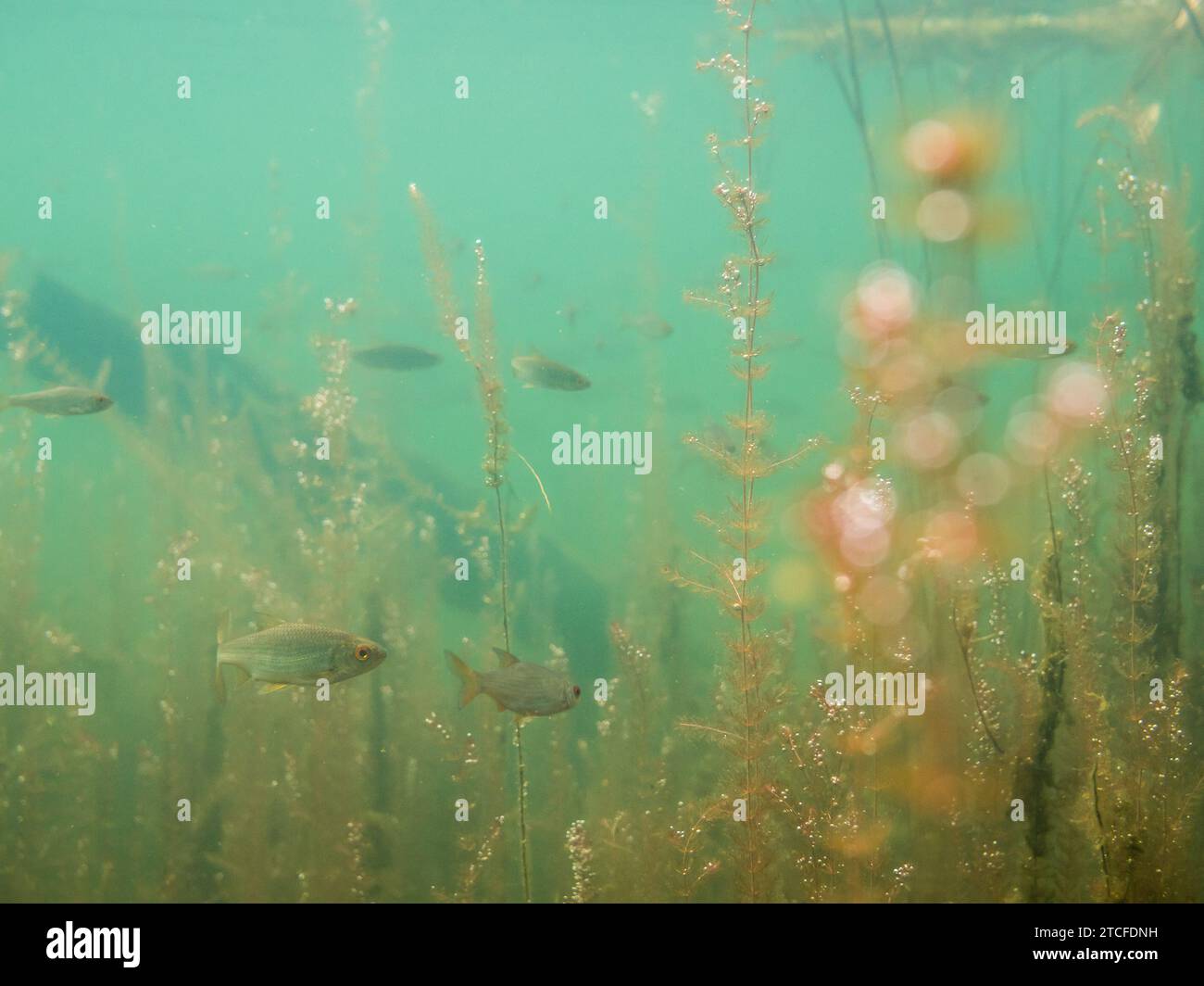 Small roach swimming by water-milfoil aquatic plants Stock Photo