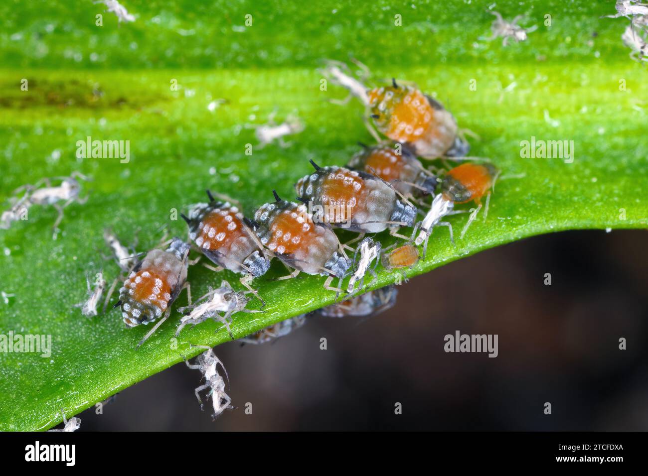 Parasitized nymphs hires stock photography and images Alamy