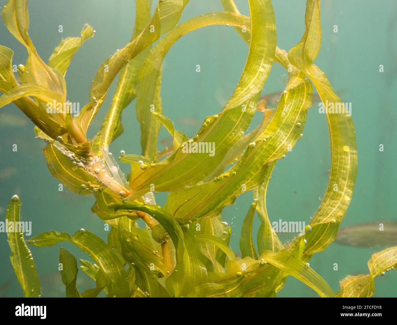 Potamogeton praelongus aquatic plant Stock Photo