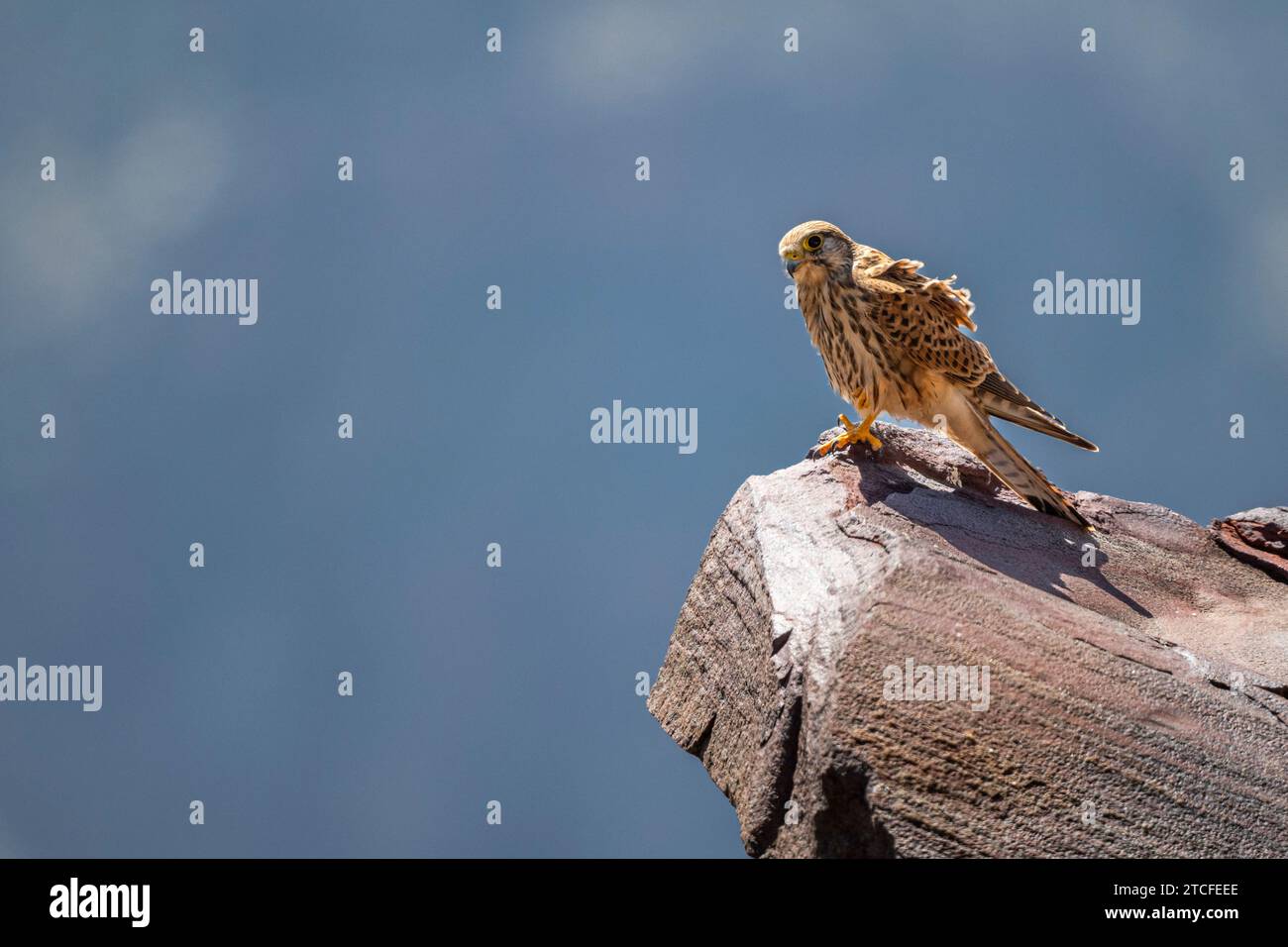 The Common Kestrel,  Falco tinnunculus Stock Photo