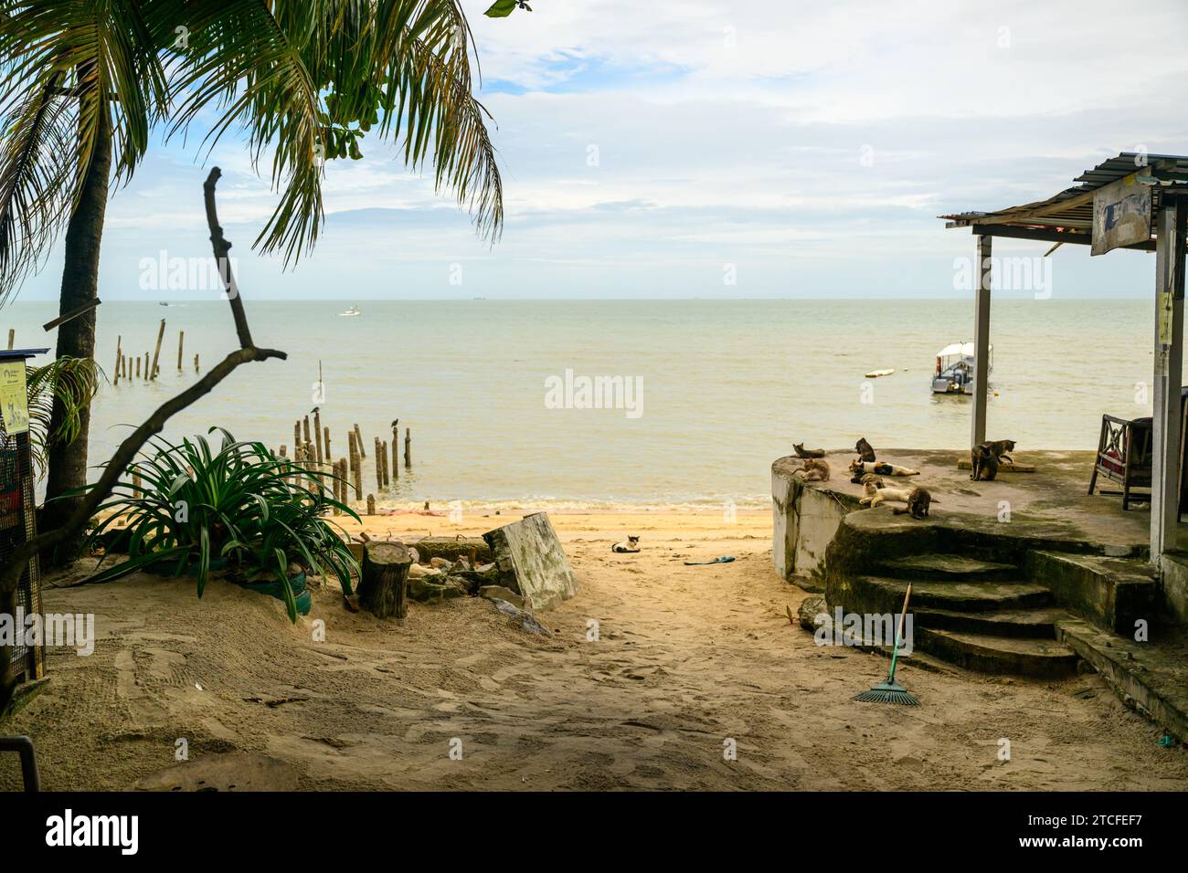 Cat Beach, Tanjung Bungah, Penang, Malaysia Stock Photo - Alamy