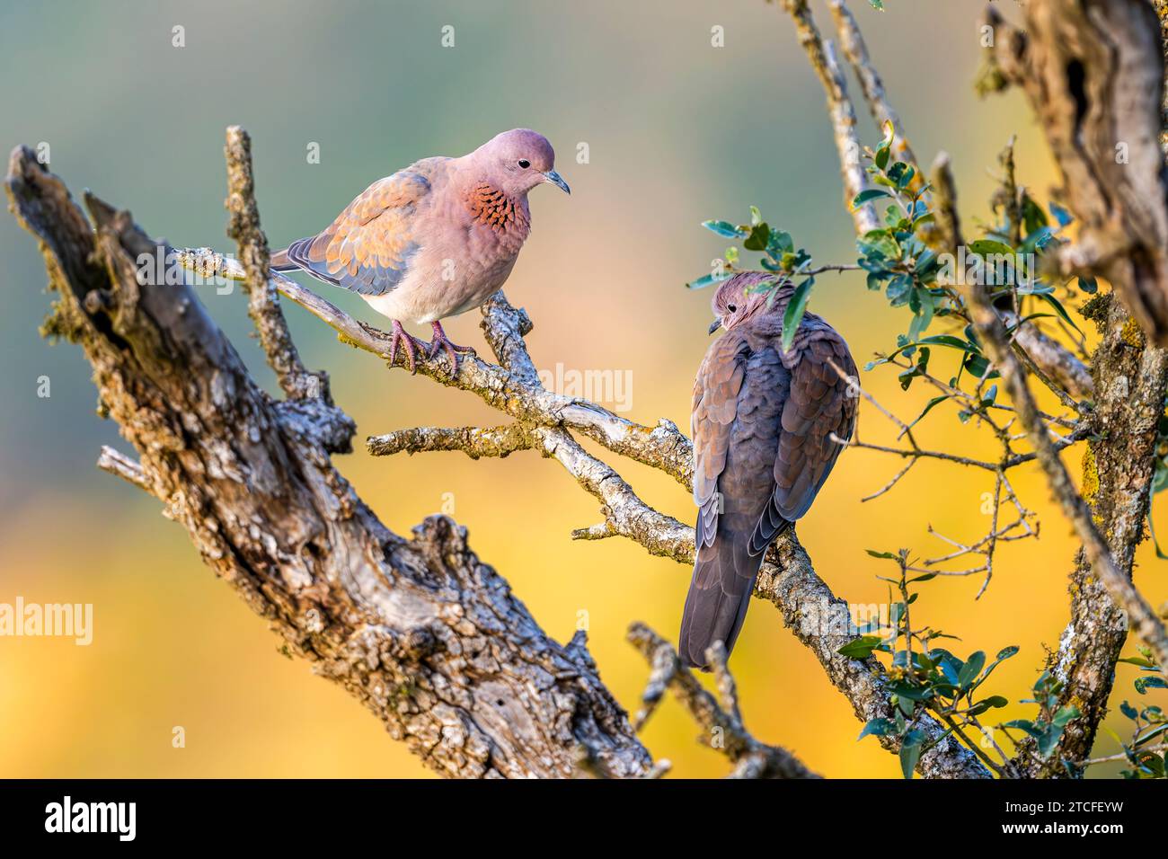 Laughing dove, Spilopelia senegalensis, in the Asir Mountains, Saudi Arabia Stock Photo