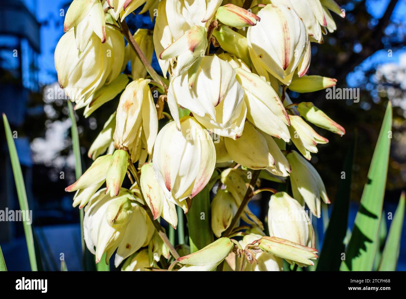 Yucca Thread Many delicate white flowers of Yucca filamentosa plant, commonly known ...