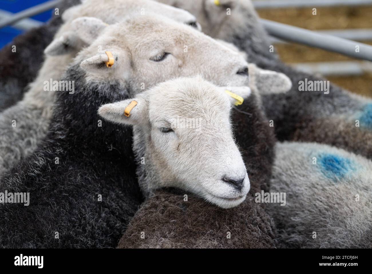 Sale of breeding hill ewes at Kendal Auction mart in Cumbria, UK. Stock Photo