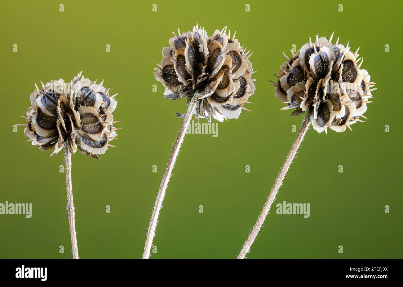 Seedheads of wingstem (Verbesina alternifolia) in autum in central Virginia. Wingstem is native to central and eastern North American fields and prair Stock Photo