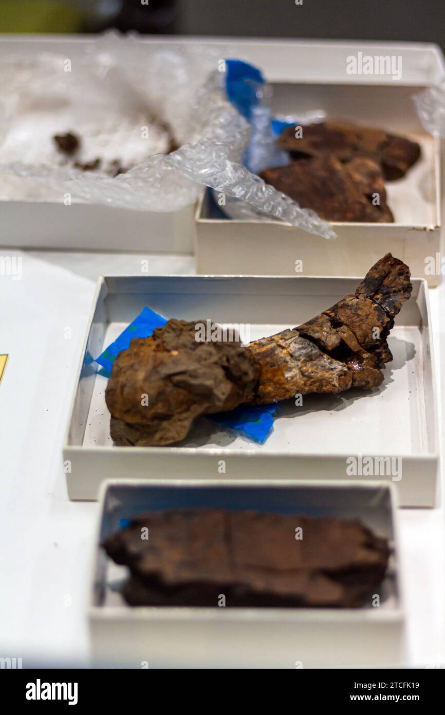 Fossils being repaired in a paleontology laboratory, reconstructing dinosaur bones for science at the Smithsonian National Museum of Natural History Stock Photo