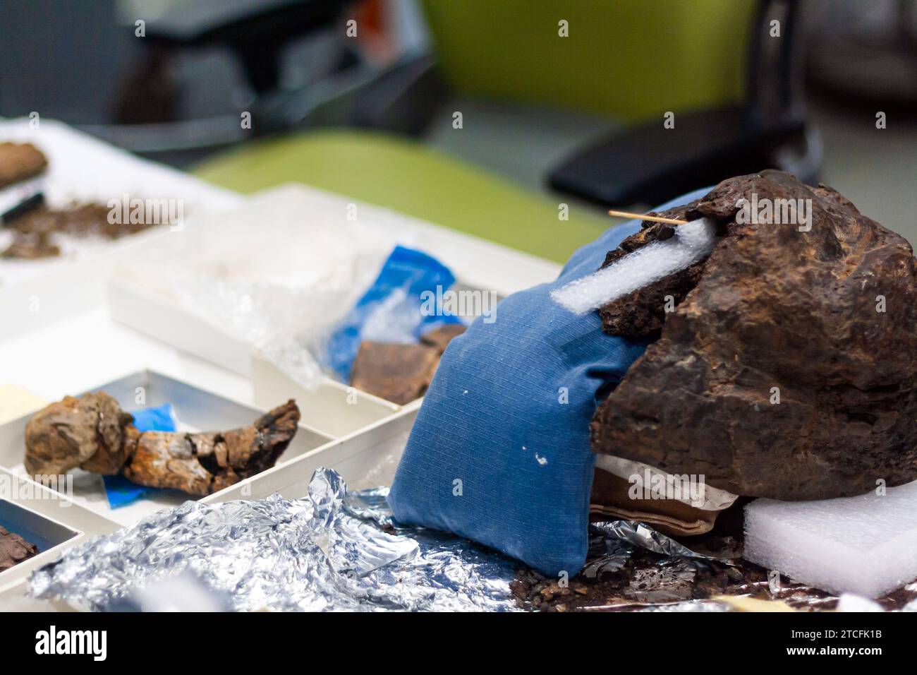 Fossils being repaired in a paleontology laboratory, reconstructing