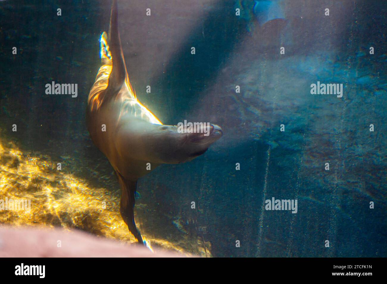 A California sea lion, Zalophus californianus Stock Photo