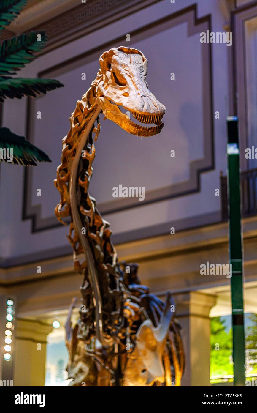 The Diplodocus skeleton at the Hall of Fossils at the Smithsonian National Museum of Natural History in Washington DC Stock Photo