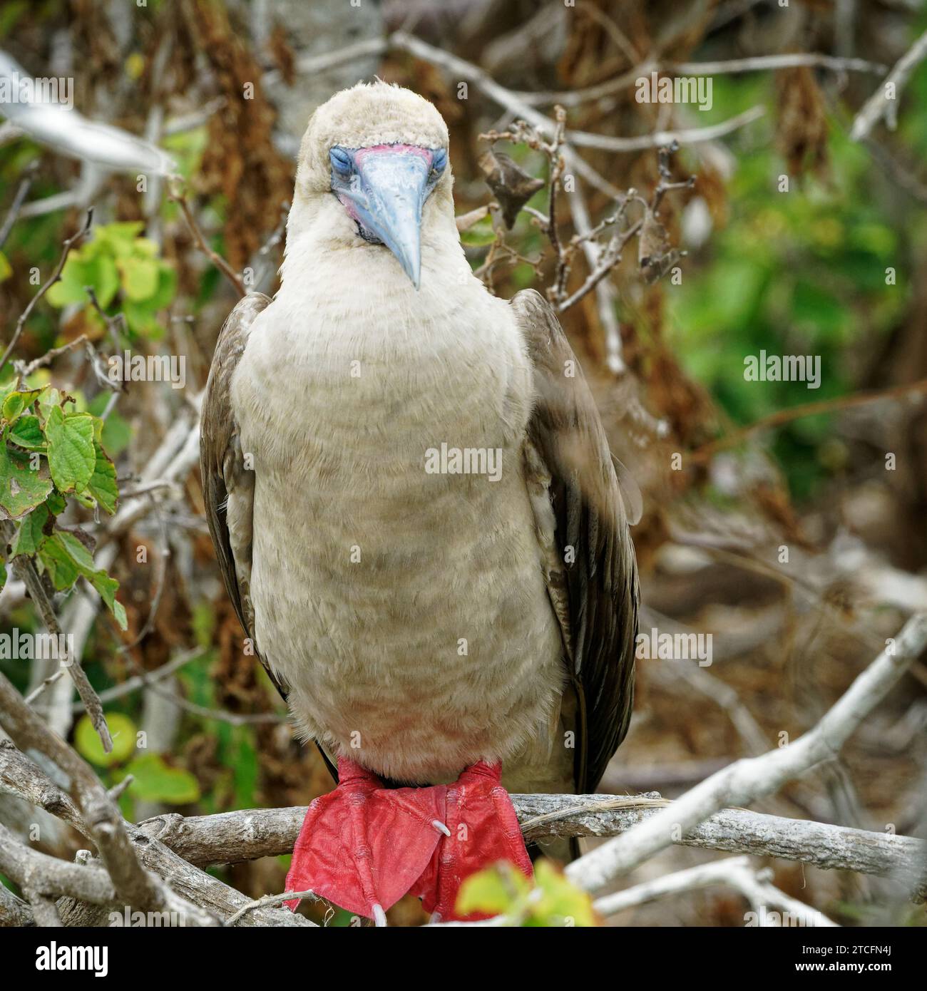 Red webbed feet hi-res stock photography and images - Alamy