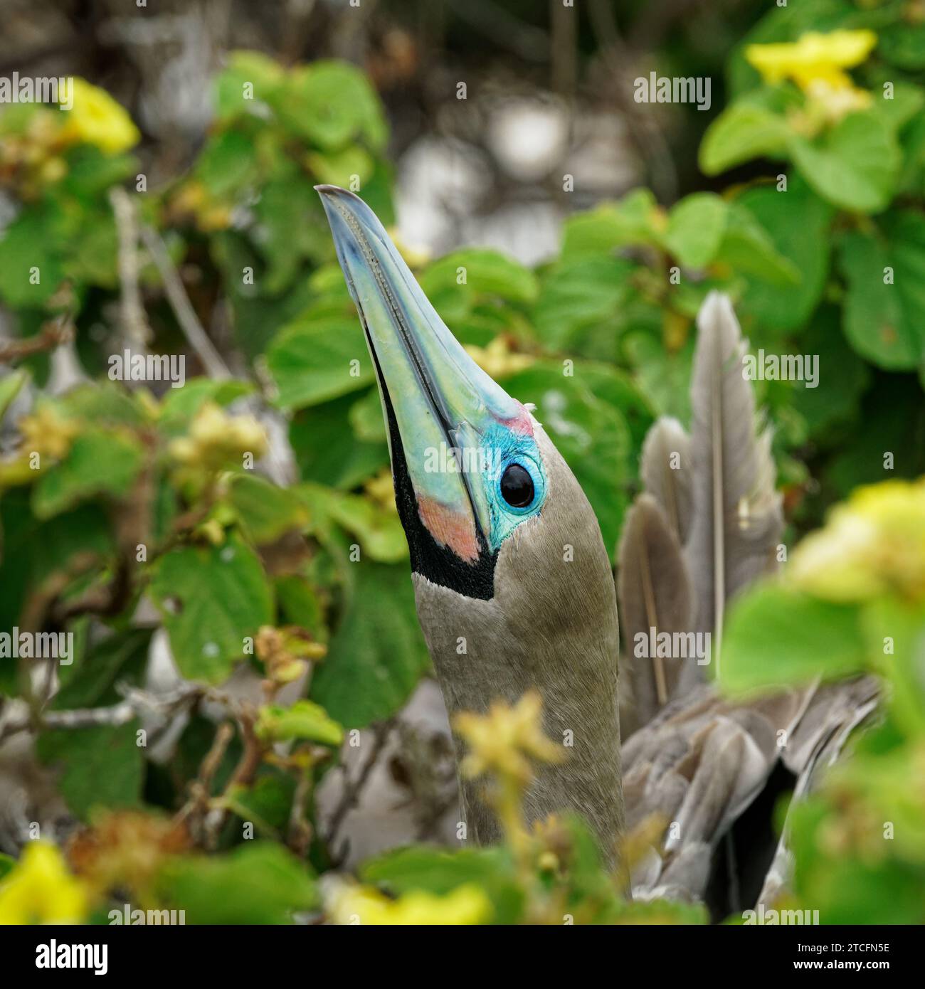 A baby or juvenile red-footed booby hiding under a bush at El Barranco, Genovesa Island, Galápagos Islands, Ecuador Stock Photo
