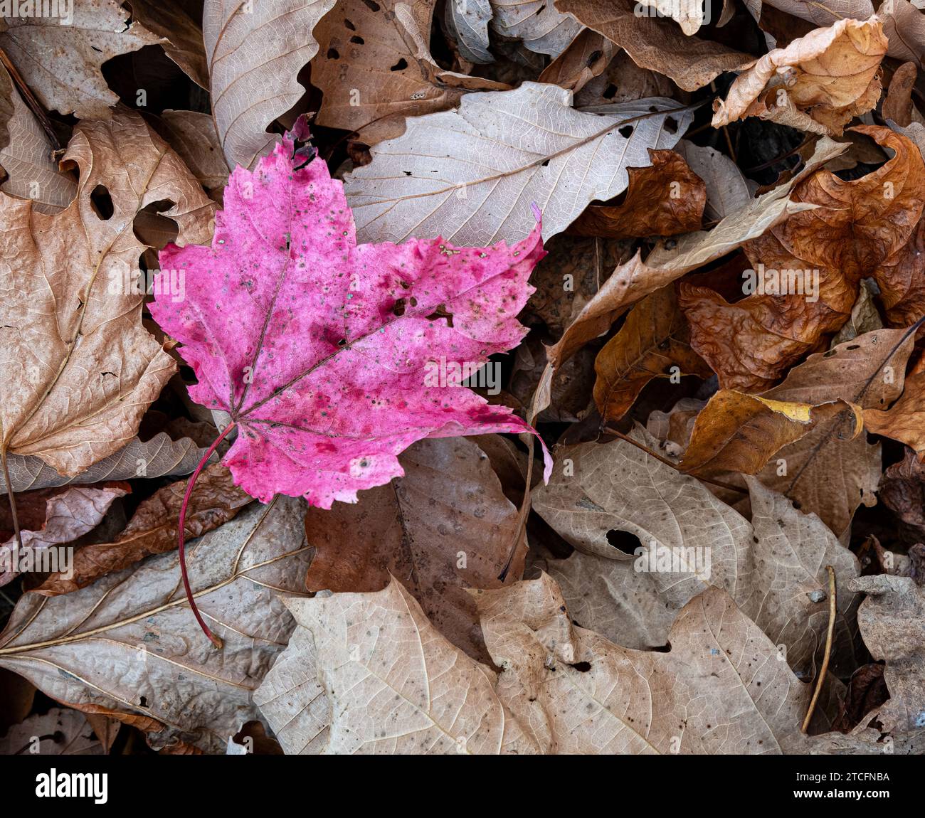 Maple and chestnut hi-res stock photography and images - Alamy