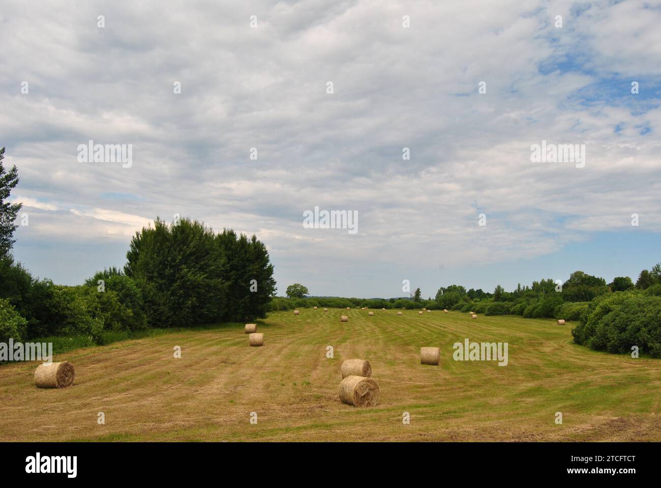 Bales of hay in a field during summer in Durbe, Latvia Stock Photo - Alamy
