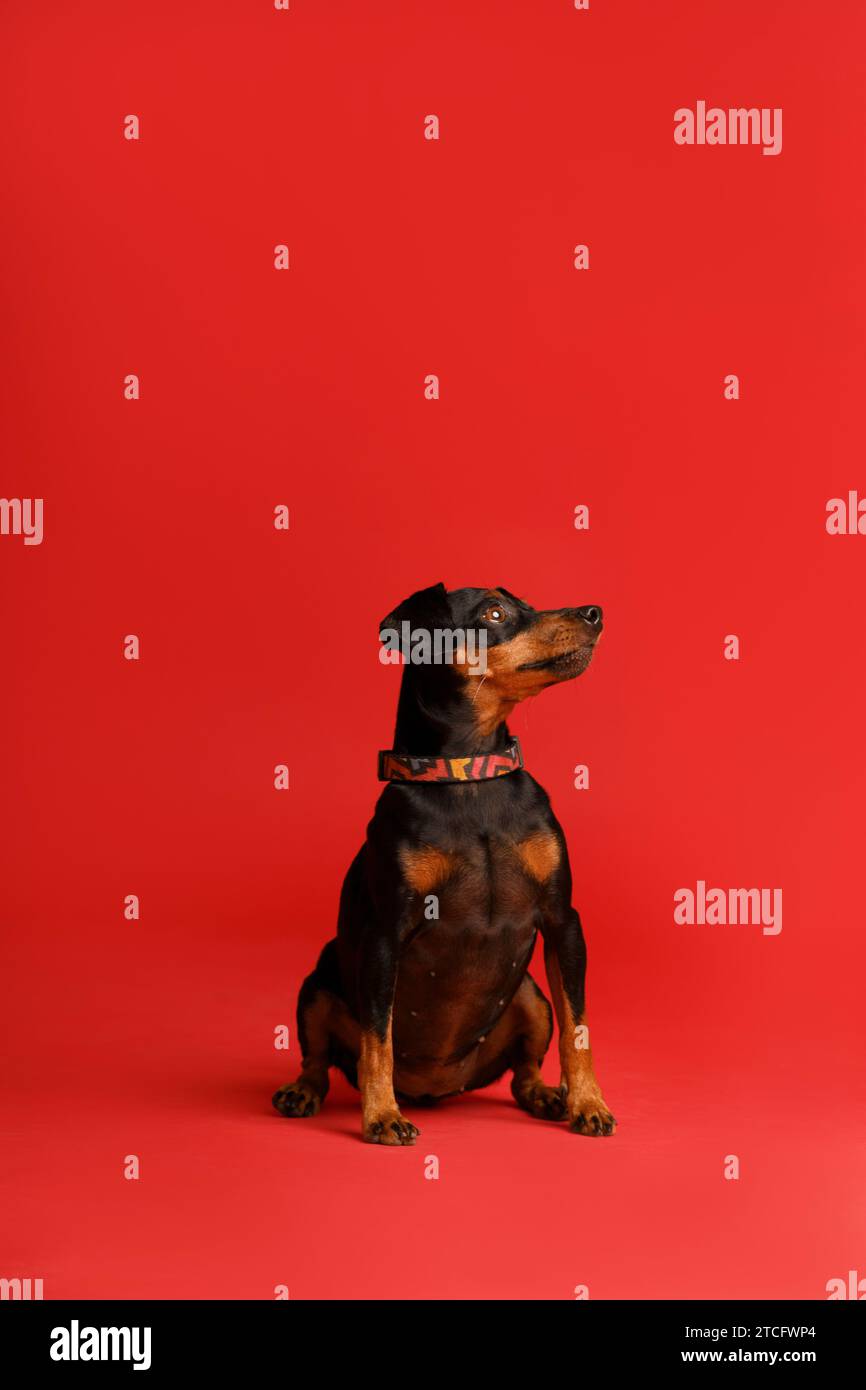 Friendly purebred miniature pinscher with uncropped ears and tail sits on a bright red background and looks forward attentively, mini doberman Stock Photo