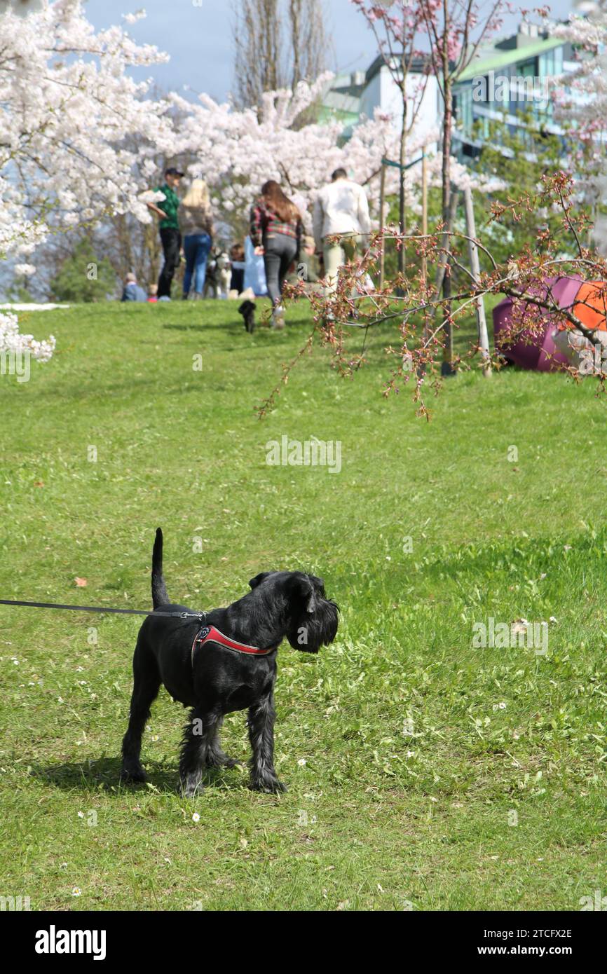 photography, dog walking, pet, person, animal, outdoor, nature, lifestyle, vertical, sakura, park, relaxation, active lifestyle, pet leash, domestic a Stock Photo