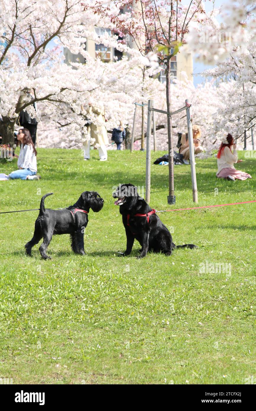 friends, dog, pet, walking, nature, adult, lifestyle, cherry blossom, photography, public park, color image, domestic animals, weekend activities, loo Stock Photo