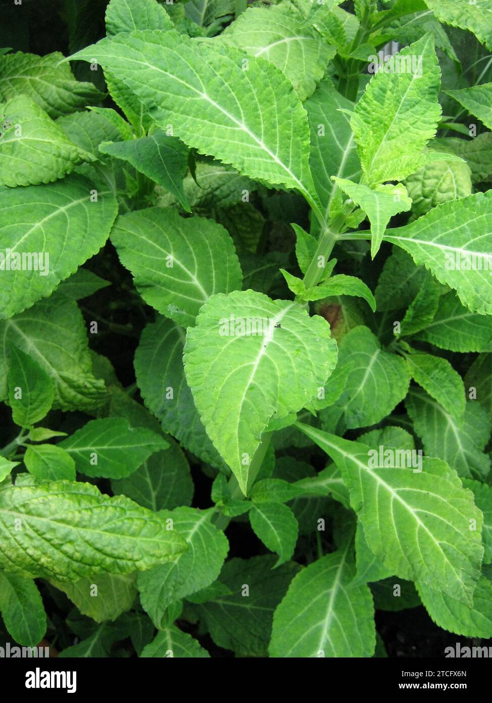 Salvia Divinorum 'Salvia' Stock Photo