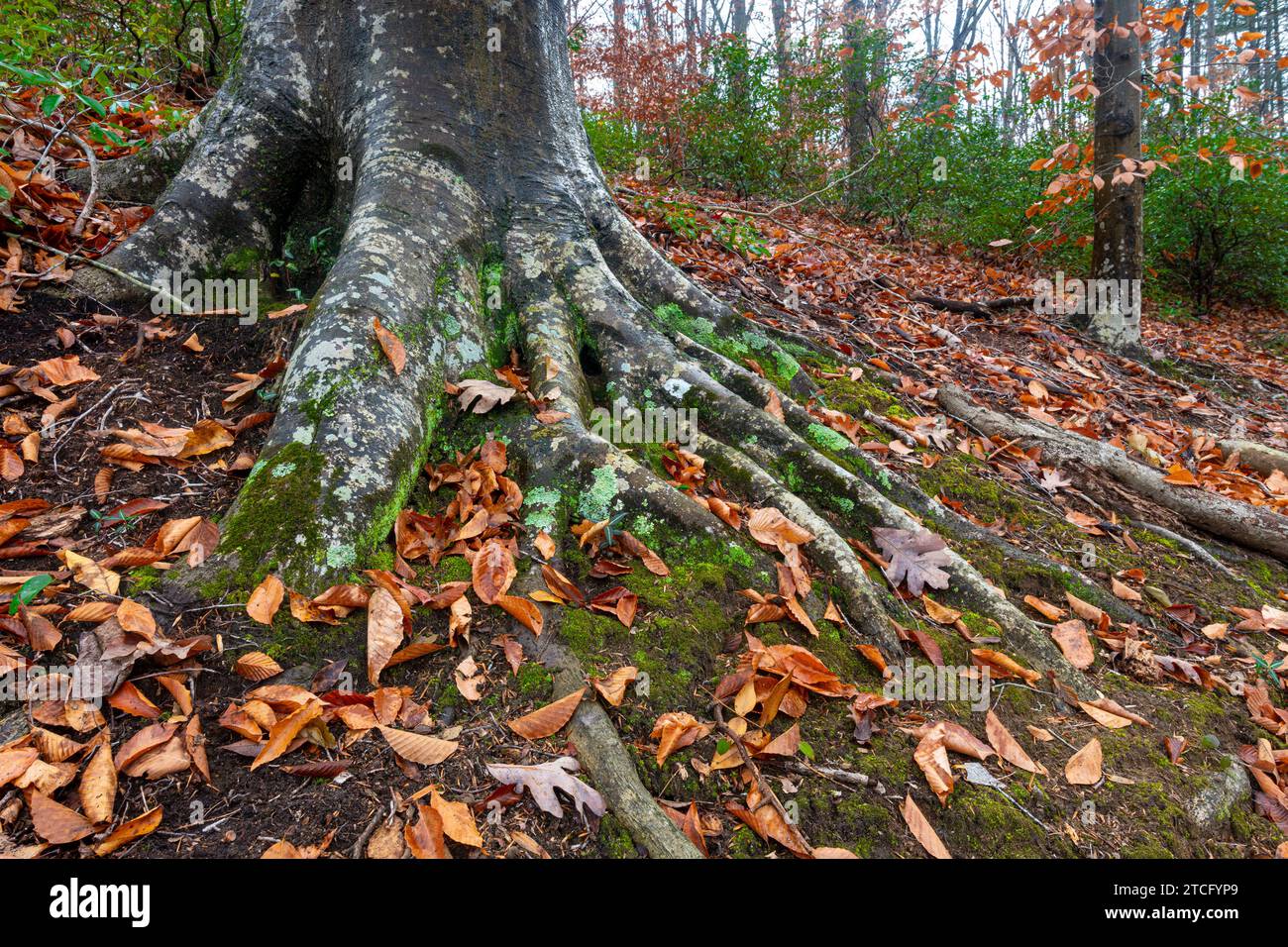 Large American beech trees (Fagus grandifolia) and evergreen mountain laurel (Kalmia latifolia) shrubs in forest at Ivy Creek Natural Area near Charlo Stock Photo