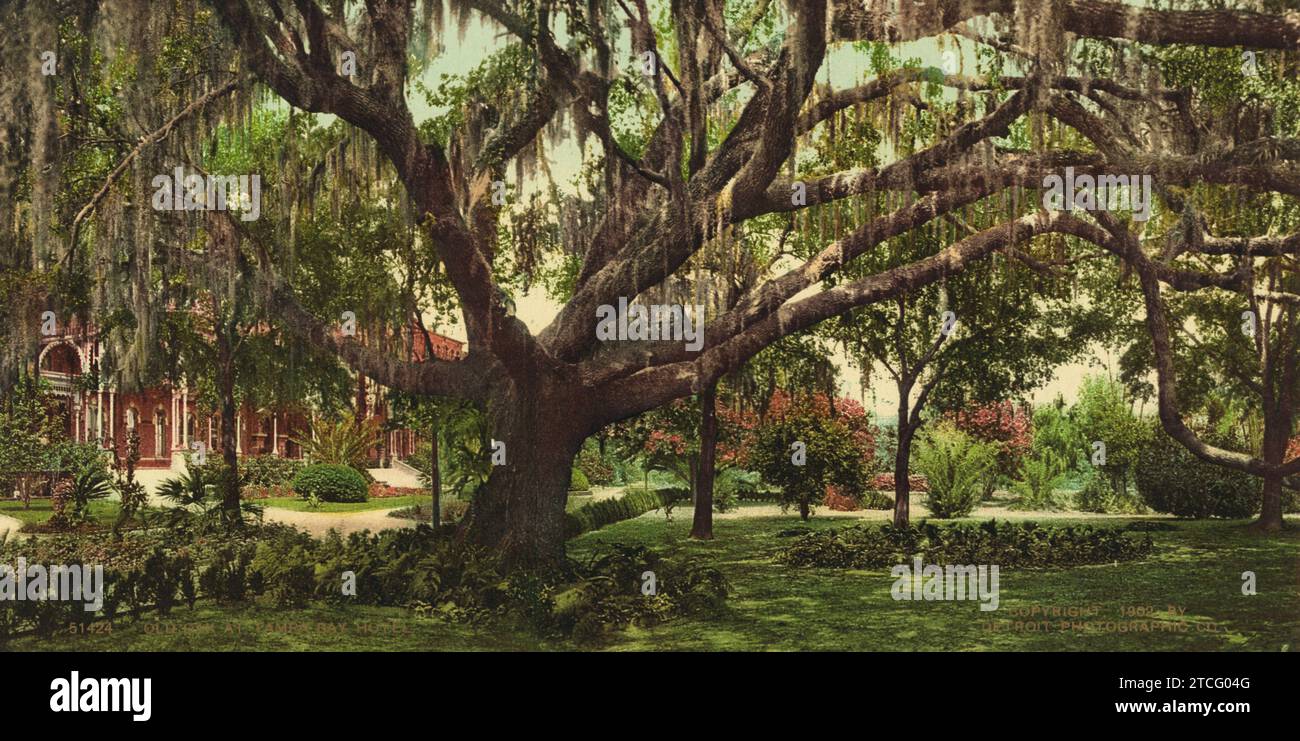 Old Oak tree, Henry B. Plant Museum (Tampa Bay Hotel), Tampa, Hillsborough County, Florida 1902. Stock Photo
