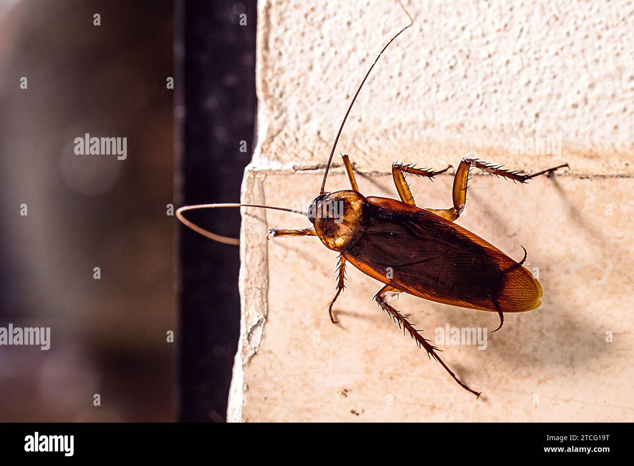 cockroach, known as red cockroach or American cockroach