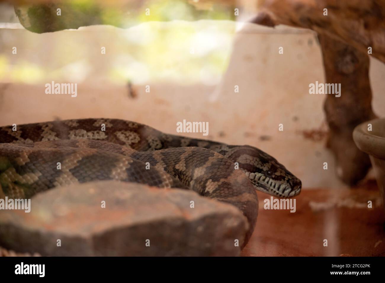 the carpet python well camouflaged with olive to brown skin with cream blotches which allows them to hide among leaf litter in tree hollows, logs and Stock Photo