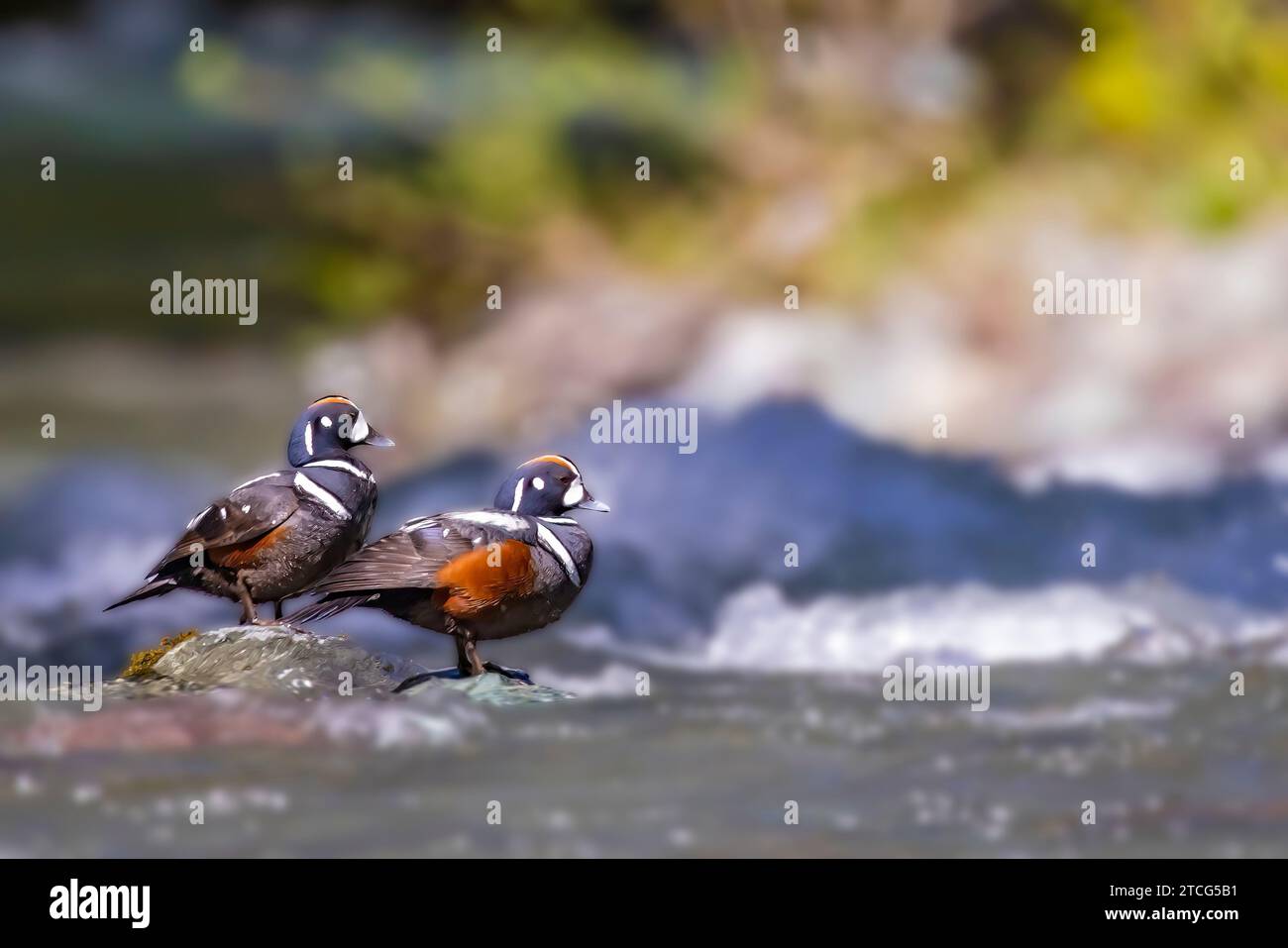 Harlequin Ducks, Histrionicus histrionicus, males in Dosewallips River, Olympic National Forest, Washington State, USA Stock Photo