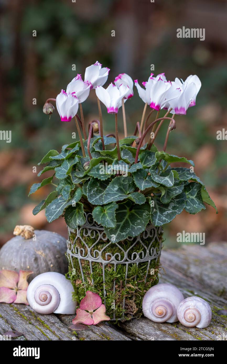 white cyclamen flower in vintage vase in autumn garden Stock Photo