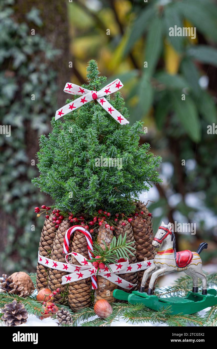 christmas arrangement with picea glauca, fir cones and rocking horse Stock Photo