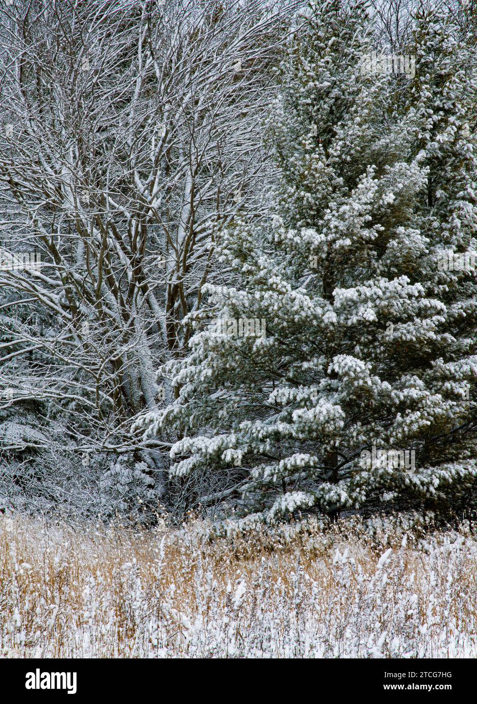 A Blue Spruce (Picea pungens)  along with the rest of the forest edhge and grasses are dusted with fresh snow, Newport State Park, Door County, Wiscon Stock Photo