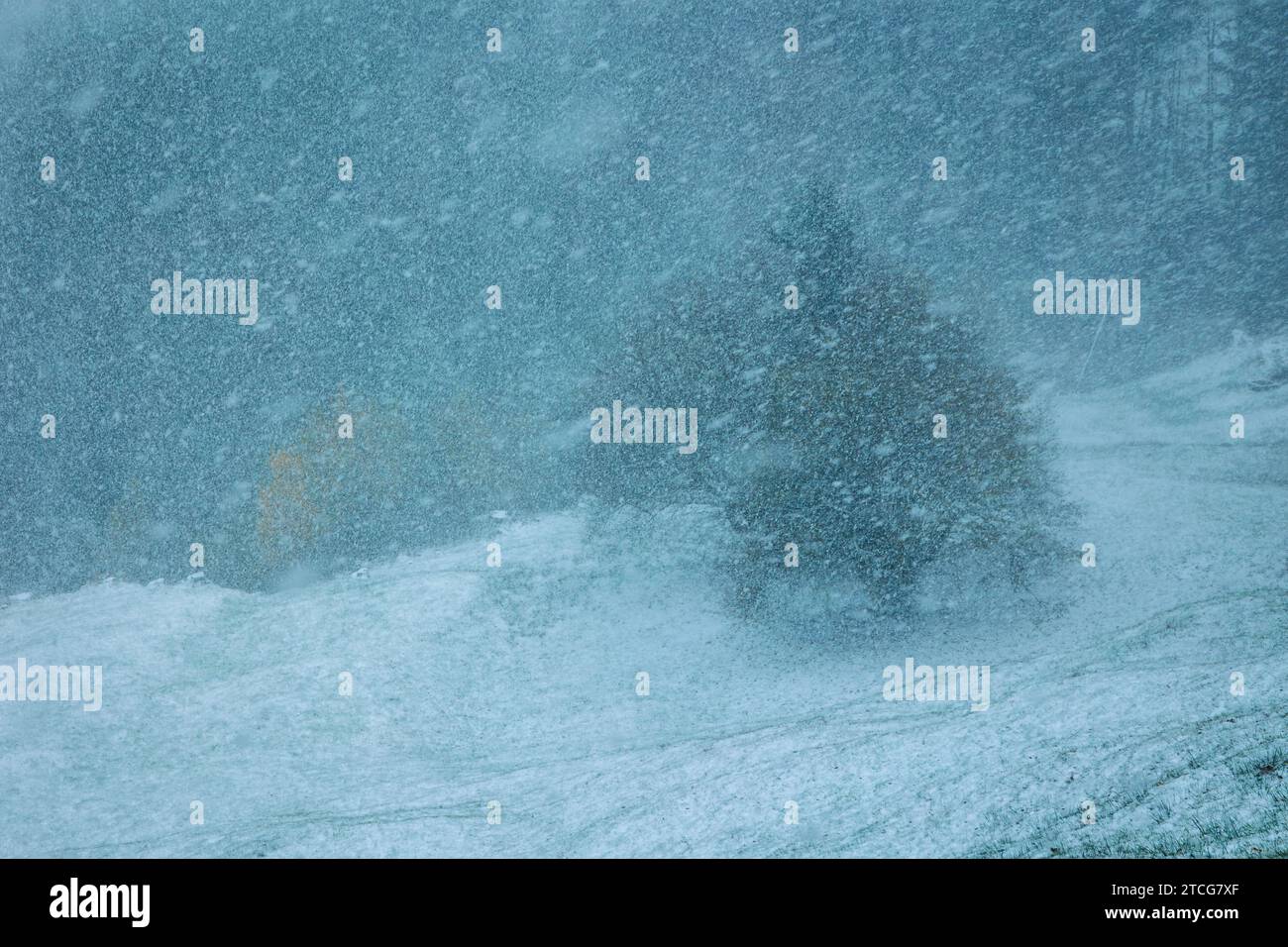 trees in a meadow in snowstorm with limited visibility Stock Photo