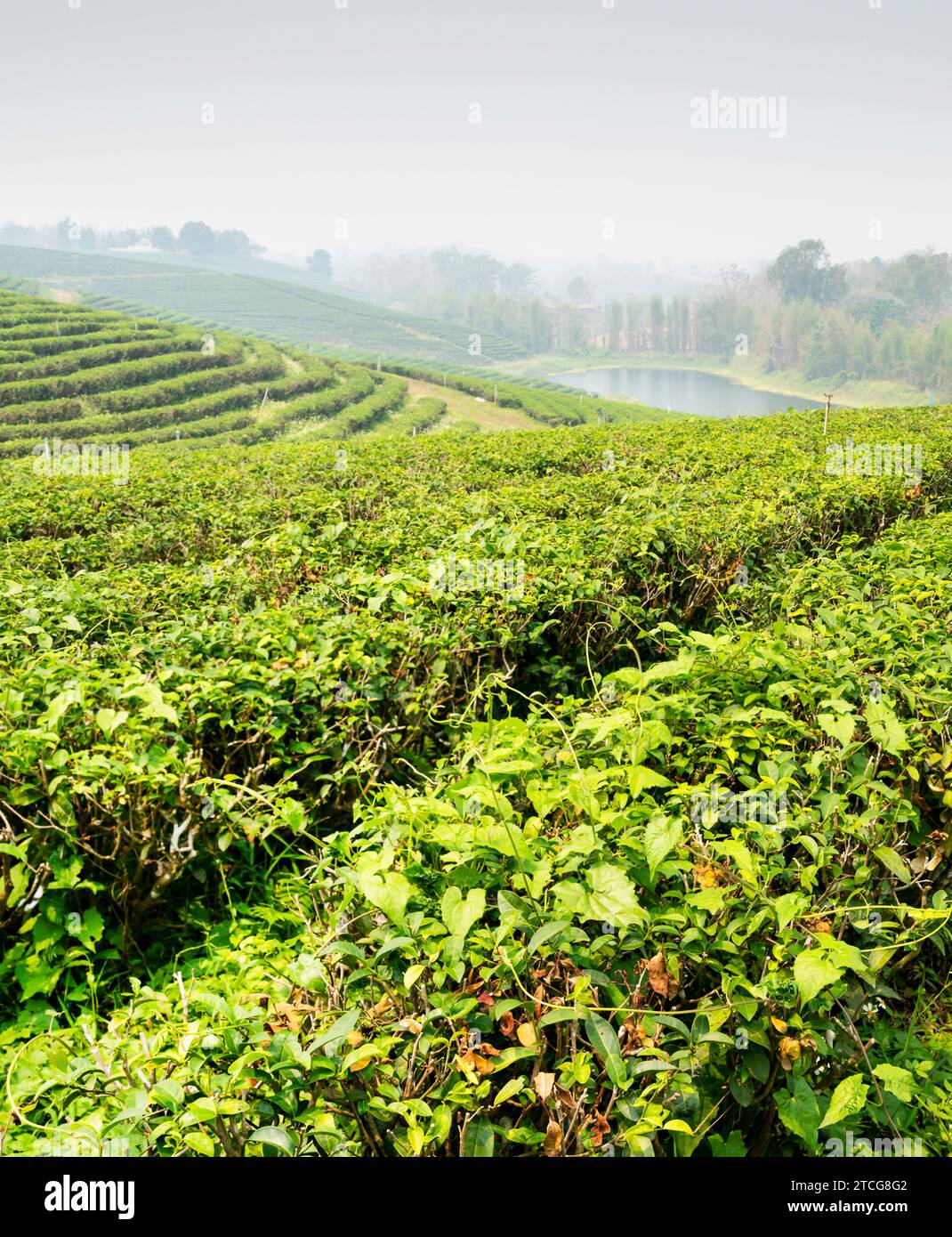 Hundreds of rows of lush Thai tea plants,and river beyond,in one of Thailand's biggest,fine quality tea producing areas.Hazy,smokey landscape,during c Stock Photo