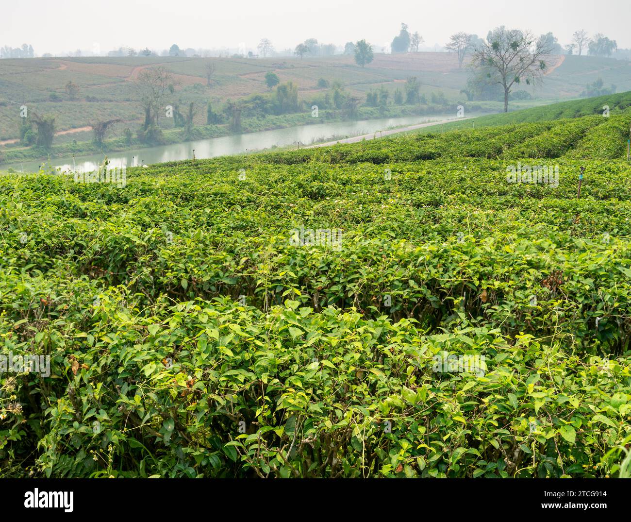 Many rows of lush tea plants,and river beyond,in one of Thailand's ...