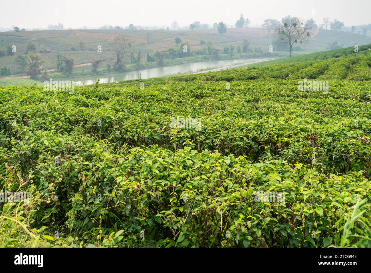 Many rows of lush tea plants,and river beyond,in one of Thailand's biggest,fine quality tea producing areas.Hazy,smokey landscape,during crop burning Stock Photo